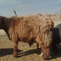 قوچ چاق  نژاد دار اصیل