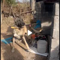 سگ سرابی نژاد دار