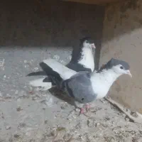 تعدادی کبوترجفتی وپرشی