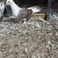 کبوتر پشتار مهر