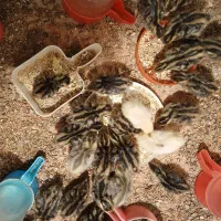 باسلام قفس وجوجه بلدرچین