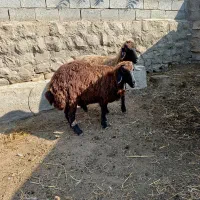 پنج تا گوسفند|حیوانات مزرعه|دره رود, |دیوار