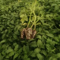 نشاگوجه‌فرنگی بدرو وبریویو دستگیردریافت سفارش|خدمات باغبانی و درختکاری|جیرفت, |دیوار