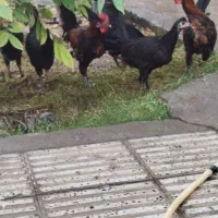 فروش 9عدد تیش خروس