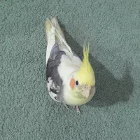 پرنده گمشده