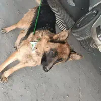 سگ آموزش دیده( گارد )