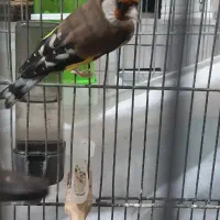 سهره  ماده جوجه قفس