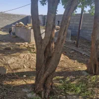 مورت و پالت