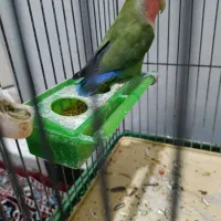 طوطی برزیلی نر|پرنده|کرمانشاه, |دیوار