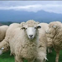 گوسفند و بره