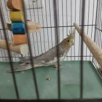 عروس هلندی8ماهه باقفس ولوازم تخفیف خوب|پرنده|قم, انصارالحسین|دیوار