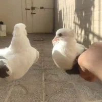 کفتر|پرنده|یزد, |دیوار