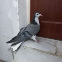 کبوتر دمگیر دوبحر ماده گرفتنی|پرنده|خمینیشهر, |دیوار