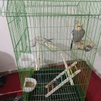 عروس هلندی نر ماده هست