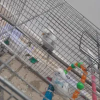 2عدد مرغ عشق نر و1عدد ماده به فروش میرسد|پرنده|سراب, |دیوار