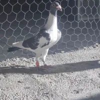 مگس عطیقه و ابلغ مگس بغدادی کفتر خوش استیل