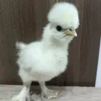 جوجه سلطان کاکل دار و پاپر