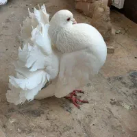 کبوتر دم چتری فنتیل