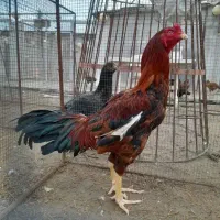 خروس|حیوانات مزرعه|زارچ, |دیوار