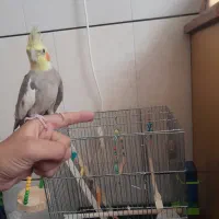 عروس.هلندی آهویی