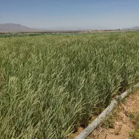 اجاره زمین کشاورزی