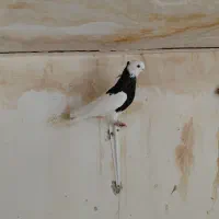 کبوتر طوقی