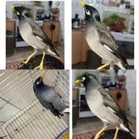 مرغ مینا