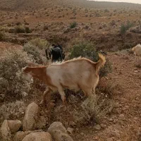 بز چاق