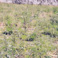 ۳۰هکتار زمین کشاورزی در هشتبندی اجاره داده میشود