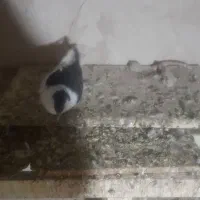 کبوتر|پرنده|بجنورد, |دیوار