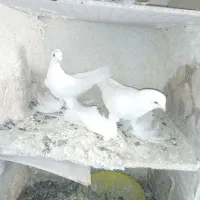 اویناخ لوطی