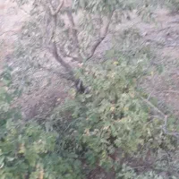 برش و خرید چوب