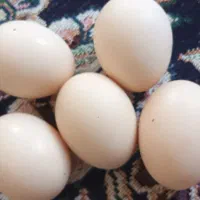 تخم مرغ تازه محلی
