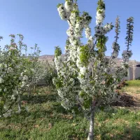فروش-دویست-متر-مناسب-باغچه-ویلا-نقلی