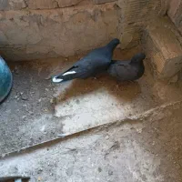 کبوتر|پرنده|اصفهان, شاهزید|دیوار