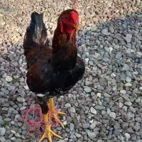 خروس لاری|حیوانات مزرعه|آستانه اشرفیه, |دیوار