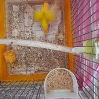 طوطی|پرنده|تهران, توحید|دیوار