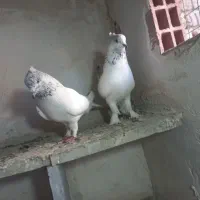 باشی سپه|پرنده|اردبیل, |دیوار