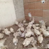 جوجه بوقلمون بیوتی گوشتی|حیوانات مزرعه|بهشهر, |دیوار