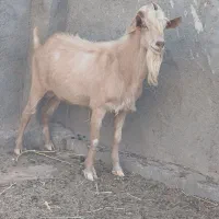 تکه شرکتی