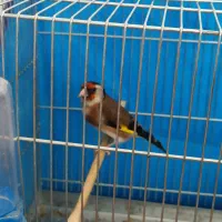 سهره ماده|پرنده|قروه, |دیوار