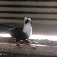 کلاغ سیاه