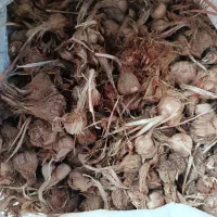 آگهی فروش پیاز زعفران