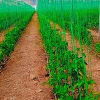 نخ بندی گلخانه