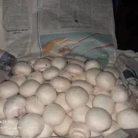 باسلام فروش قارچ