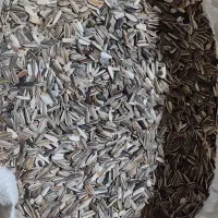 تخمه آفتابگردان خام