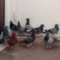 جوجه پلاکی رنگ تیره