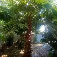 پالم واشنگتن تنه قرمز