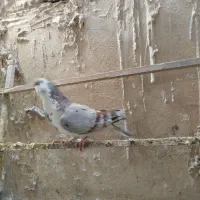 کبوتر|پرنده|قم, دورشهر|دیوار