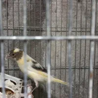 فروش یه قناری 4 ماهه